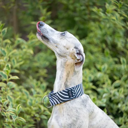 Obroża wodoodporna dla psa Zebra Bloom 4 cm - bardzo lekka, łatwa w pielęgnacji, idealna na spacer w każdą pogodę